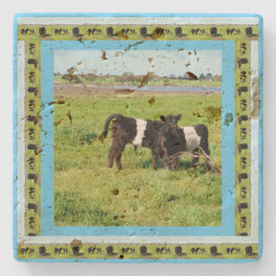 Baby Black White Belted Galloway Koeien Stenen Onderzetter