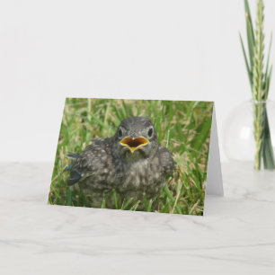 Baby Blauwvogel Alle keren Blanco in groet Feestdagen Kaart