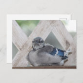 Baby Blue Jay Briefkaart (Voorkant / Achterkant)