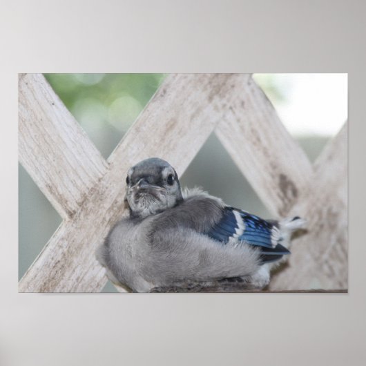 Baby Blue Jay Poster (Voorkant)