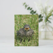 Baby Bluebird Briefkaart (Staand voorkant)
