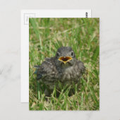 Baby Bluebird Briefkaart (Voorkant / Achterkant)