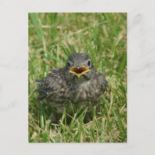 Baby Bluebird Briefkaart (Voorkant)