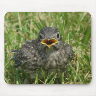 Baby Bluebird Muismat