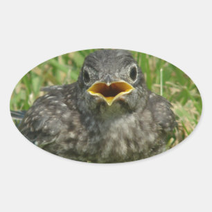 Baby Bluebird Ovale Sticker
