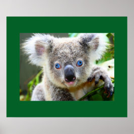 "Baby Blues" Koala Poster