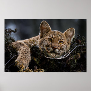 Baby Bobcat Liggend in Tree Poster
