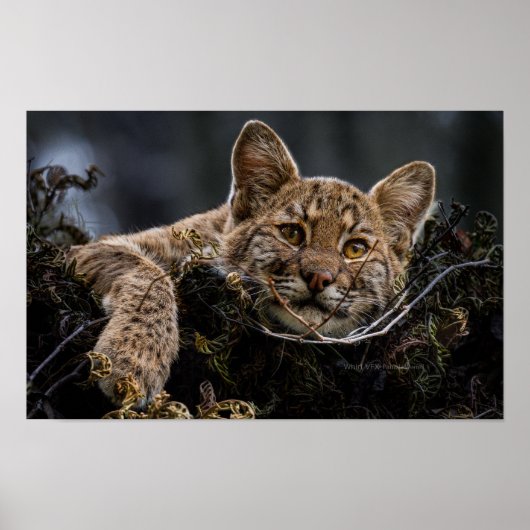 Baby Bobcat Liggend in Tree Poster (Voorkant)
