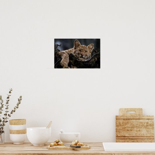 Baby Bobcat Liggend in Tree Poster (Keuken)