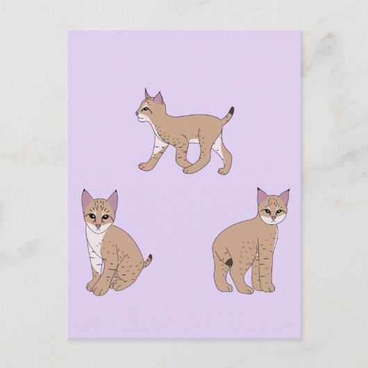 Baby Bobcats Briefkaart (Voorkant)