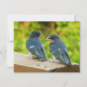 Baby Boerderijzwaluwen Natuur Vogel Fotografie Kaart