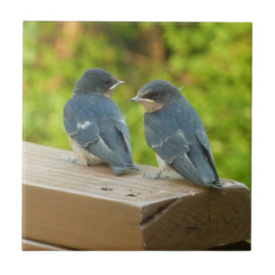 Baby Boerderijzwaluwen Natuur Vogel Fotografie Tegeltje