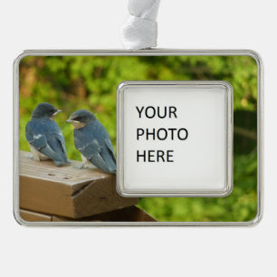 Baby Boerderijzwaluwen Natuur Vogel Fotografie Verzilverd Kader Ornament
