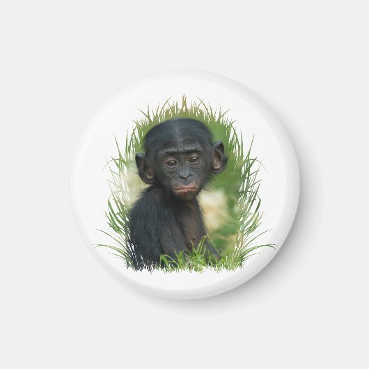 Baby Bonobo Ape Magneet (Voorkant)