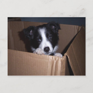 Baby Border Collie Briefkaart