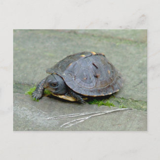 Baby Briefkaart