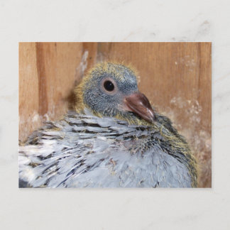 Baby Briefkaart trekduif