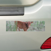 Baby bruine Koe . Bumpersticker (Op auto)