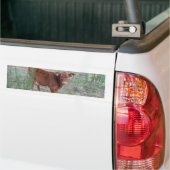 Baby bruine Koe . Bumpersticker (Op Truck)