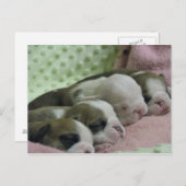 Baby bulldogs Carte postale (Devant / Derrière)