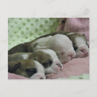 Baby bulldogs Post card Briefkaart