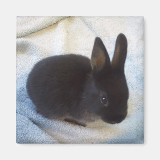 Baby Bun Magnet - Kleine Magoo Magneet