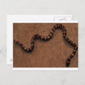 Baby bungarus snake briefkaart (Voorkant / Achterkant)