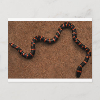 Baby bungarus snake briefkaart