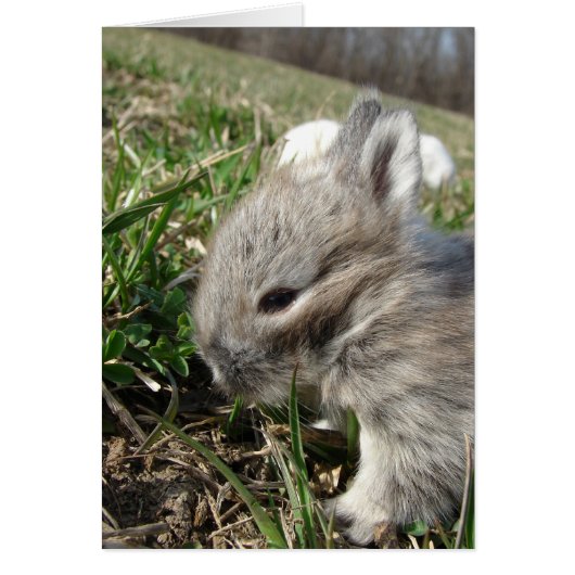 Baby Bunny (Voorkant)
