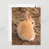 Baby Bunny Briefkaart (Voorkant / Achterkant)