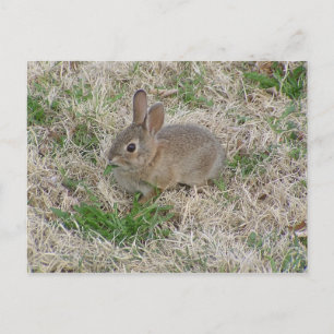 Baby Bunny Chewing Briefkaart