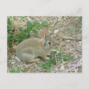 Baby Bunny en Leaf Briefkaart