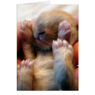 Baby Bunny in hand