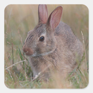 Baby bunny in het gras vierkante sticker
