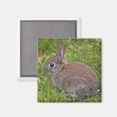 Baby Bunny Magnet Magneet (Voorkant / Achterkant)