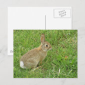 Baby Bunny on Lawn Briefkaart (Voorkant / Achterkant)