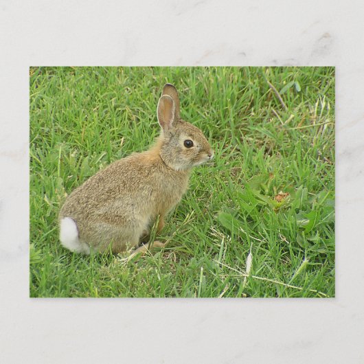 Baby Bunny on Lawn Briefkaart (Voorkant)