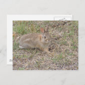 Baby Bunny Posing Briefkaart (Voorkant / Achterkant)