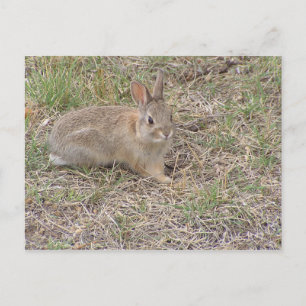 Baby Bunny Posing Briefkaart