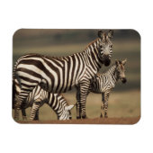 Baby Burchell's Zebra met moeder Magneet (Horizontaal)