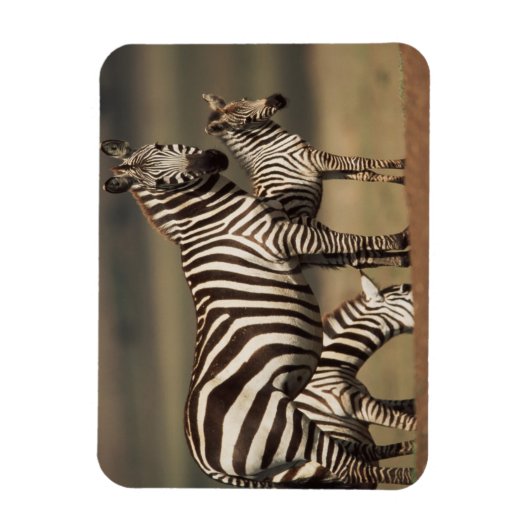 Baby Burchell's Zebra met moeder Magneet (Verticaal)
