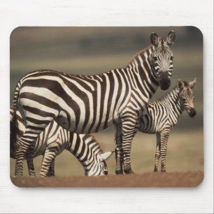 Baby Burchell's Zebra met moeder Muismat