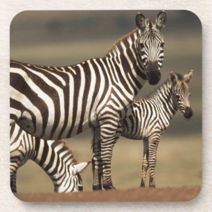 Baby Burchell's Zebra met moeder Onderzetter
