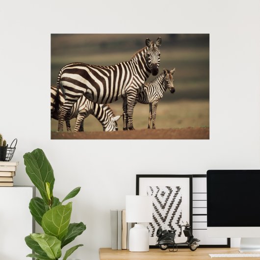 Baby Burchell's Zebra met moeder Poster (Thuiskantoor)