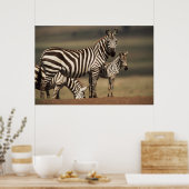 Baby Burchell's Zebra met moeder Poster (Keuken)