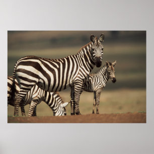 Baby Burchell's Zebra met moeder Poster