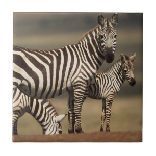 Baby Burchell's Zebra met moeder Tegeltje