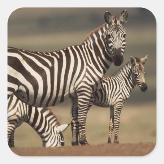 Baby Burchell's zebra met moeder Vierkante Sticker (Voorkant)