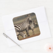 Baby Burchell's zebra met moeder Vierkante Sticker (Envelop)