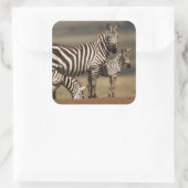 Baby Burchell's zebra met moeder Vierkante Sticker (Tas)